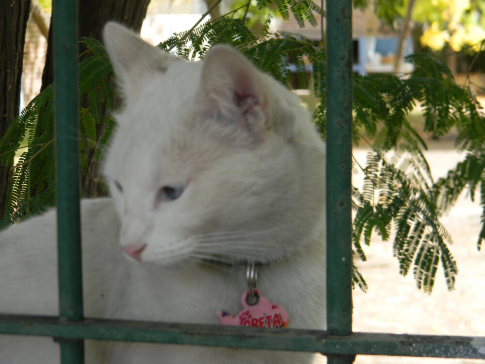 Animalitos