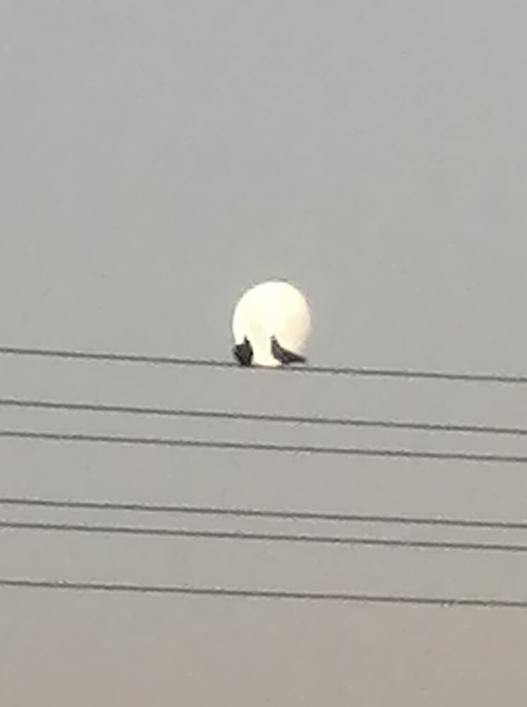 Romance a la luz de la luna
